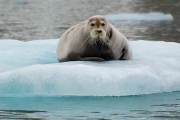 Deurstickers Baardrob Norway. Svalbard. Krossfjord. 14th of July glacier. Bearded seal (Erignathus barbatus) on an ice floe.