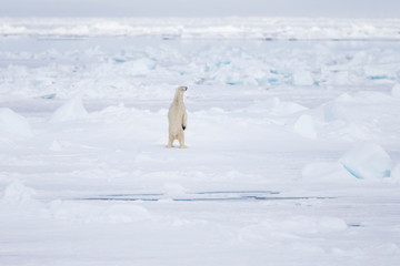 Arctic, Norway, Svalbard, Spitsbergen, pack ice, polar bear (Ursus maritimus) Polar bear standing. © Ellen Goff/Danita Delimont