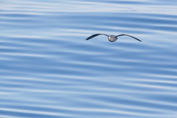 Norway, Svalbard. Northern fulmar flying over water. Credit as: Josh Anon / Jaynes Gallery / DanitaDelimont.com