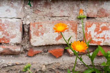 Bright summer background with growing flowers calendula officinalis, marigold.