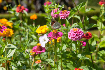 As part of the most beautiful country manor in Portugal are the outstanding gardens where this butterfly was captured.