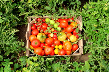 Ripe tomatoes in a cardboard box on the ground near the bushes of tomatoes, harvested tomatoes.