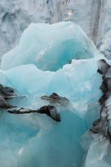 Norway. Svalbard. Spitsbergen. Hornsund. Brepollen. Black-legged kittiwake (Rissa tridactyla) on an iceberg.