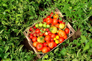 Ripe tomatoes in a cardboard box on the ground near the bushes of tomatoes, harvested tomatoes.