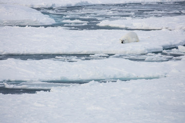 Obraz premium Norway, Svalbard, Spitsbergen. Polar bear rests on sea ice. Credit as: Josh Anon / Jaynes Gallery / DanitaDelimont.com