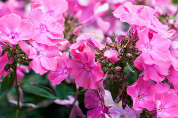 Garden plant with pink flowers on a sunny spring day. Common name - gilliflower.