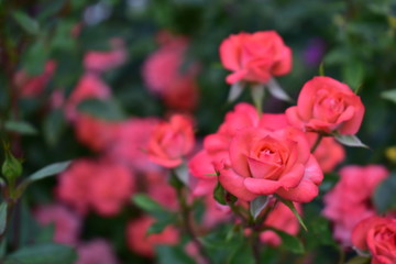 pink rose in the rose garden