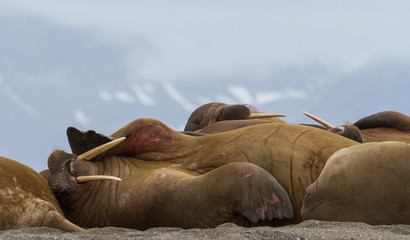 Norway Svalbard Torellneset Group Walruses