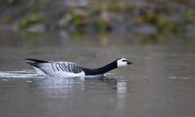 Arctic, Norway, Svalbard, Spitsbergen, Longyearbyen, barnacle goose (Branta leucopsis) Barnacle geese interacting.