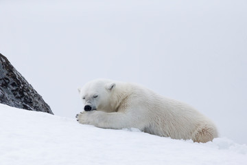 Fototapeta na wymiar Arctic, Norway, Svalbard, Spitsbergen, polar bear (Ursus maritimus) Polar bear making a day bed and resting in it.