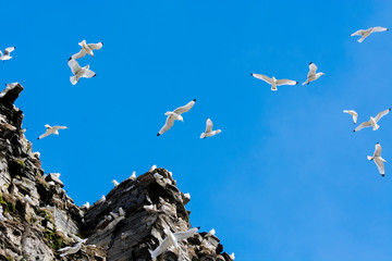 Norway. Svalbard. Barentsoya. Freemansundet. Black-legged kittiwake (Rissa tridactyla) colony on the cliffs.
