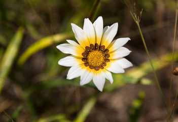  buganvilia, flor, lila, morada, naturaleza, contraluz, verano, florecer, flora, floración, cielo, azul, hermoso, 