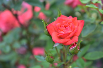 pink rose in the garden
