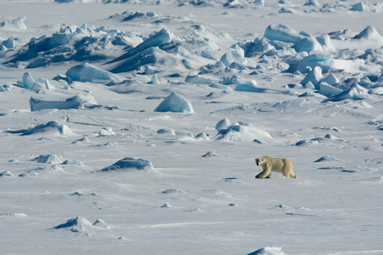 Norway. Svalbard. Hinlopen Strait. Polar Bear (Ursus Maritimus) Walking On The Drift Ice.