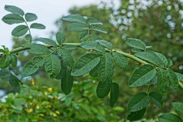 thin spiny rose branch with small green leaves