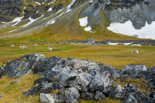 Norway. Svalbard. Bellsund. Varsolbukta. Camp Millar. Svalbard reindeer (Rangifer tarandus platyrhynchus) grazing.