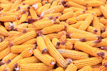 Romania, Maramures County. Corn harvest.