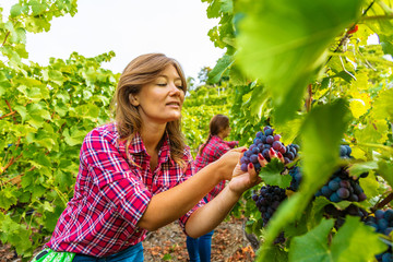 Two Women in vineyards harvesting grapes