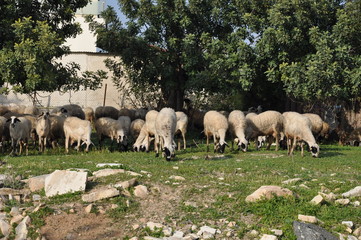 Naklejka na ściany i meble The beautiful Animal Sheep in the natural environment (farm)