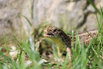 Zauneidechse mit geöffnetem Maul!