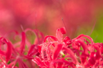 closeup of pink flower