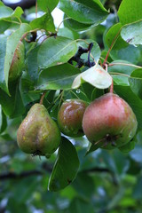 pears on the brench with raindrop