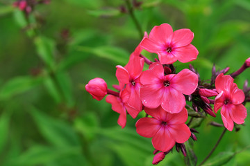 Photo of blooming Phlox flower close-up with blurred background