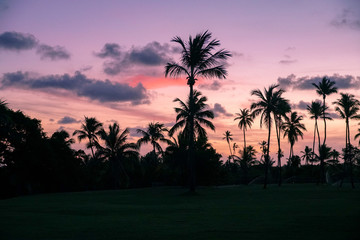 Palm trees silhouettes on tropical beach during colorful sunset.