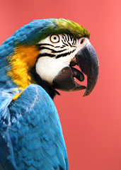 portrait of blue and gold macaw parrot