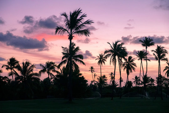 Palm trees silhouettes on tropical beach during colorful sunset.