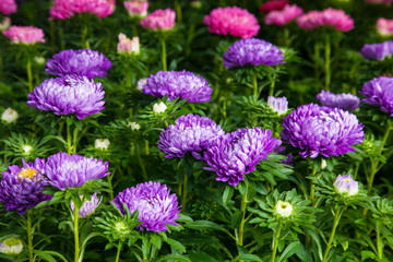 Violet and pink dahlias for sale in Haymarket, an outdoor market in Stockholm