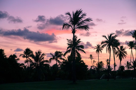 Palm trees silhouettes on tropical beach during colorful sunset.