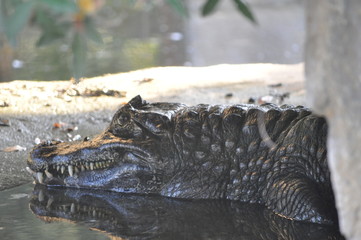The beautiful Animal Crocodile  in the natural environment (farm)