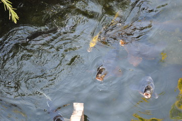 The beautiful Animal Koi fish in the natural environment