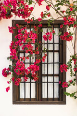 Spain, Andalusia. Cordoba. Red bougainvillea and house window.