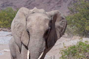 Portrait of a Desert Elephant -Loxodonta Africana- Browsing along the Honaib River in North-Western Namibia.