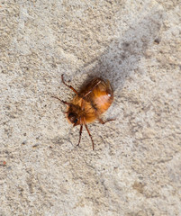 Melolontha east on the ground
