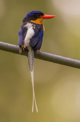 Buff Breasted Paradise Kingfisher in Australia