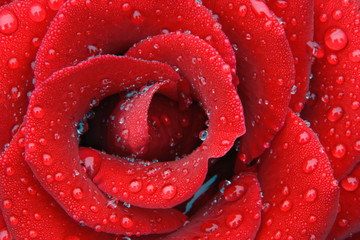 Dew covered red rose decorating grave site in cemetery, Appenzeller, Switzerland