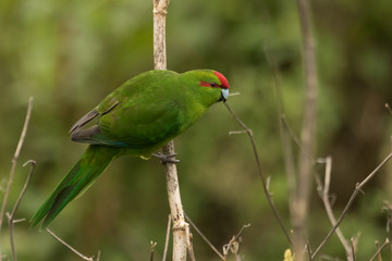 Red Crowned Parakeet Endemic to New Zealand