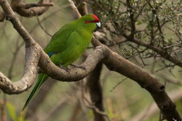 Red Crowned Parakeet Endemic to New Zealand