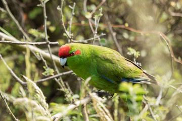 Red Crowned Parakeet Endemic to New Zealand