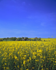 Fototapeta premium England, Honiton. The pollen is thick in this rape seed field near Honiton in Devon, England.