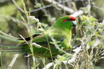 Red Crowned Parakeet Endemic to New Zealand