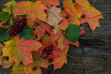 Autumn bright maple leaves and hawthorn berries on an old wooden table