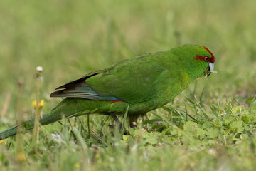 Red Crowned Parakeet Endemic to New Zealand