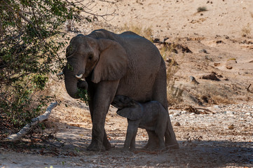 Fototapeta premium One adult Desert Elephant -Loxodonta Africana- with its calf feeding itself from the mother, browsing along the Honaib River in North-Western Namibia.