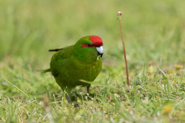 Red Crowned Parakeet Endemic to New Zealand