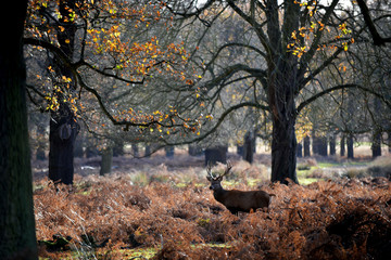 The King's Deer, red deer stags or bucks of Richmond Park, London, UK, as one of the main mammal attractions of this reserve.