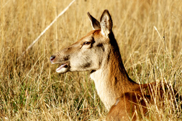 The King's Deer, red deer does of Richmond Park, London, UK, are one of the main mammal attractions of this reserve.
